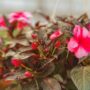 New Guinea Impatiens – Super Sonic Sweet Cherry – 10″ Hanging Basket